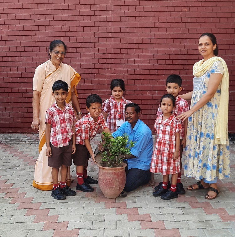 PLANTATION OF A SAPLING